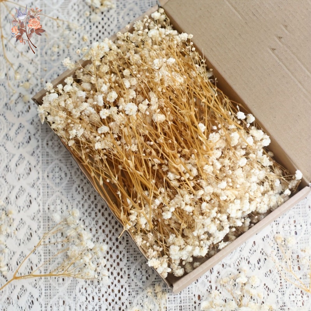 Craft Embellishments - 100 mini-fleurs séchées de gypsophile pour